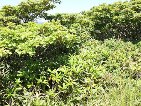 Rhododendron brachycarpum