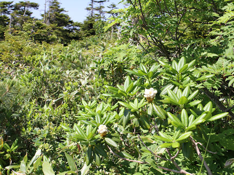 Rhododendron brachycarpum