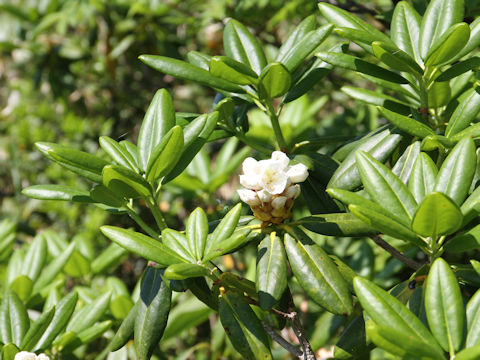 Rhododendron brachycarpum