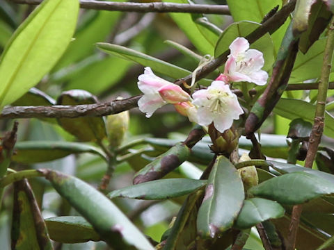 Rhododendron brachycarpum