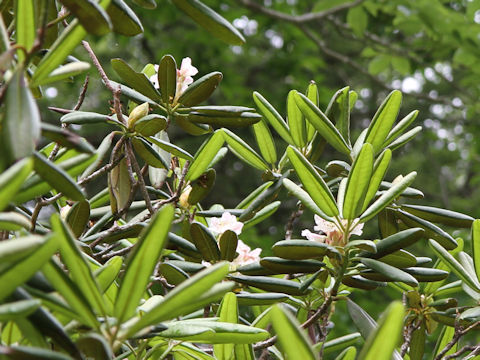 Rhododendron brachycarpum