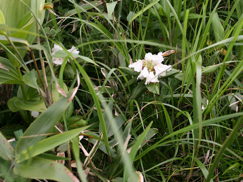 Rhododendron brachycarpum