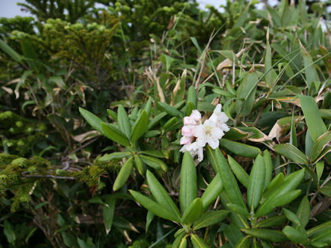 Rhododendron brachycarpum