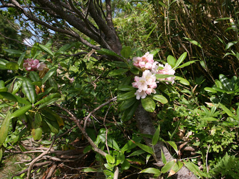 Rhododendron brachycarpum