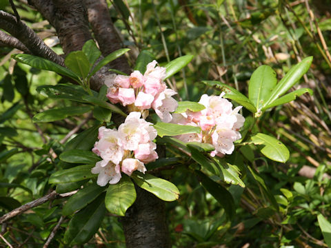 Rhododendron brachycarpum