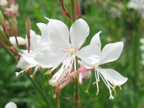 Gaura lindheimeri