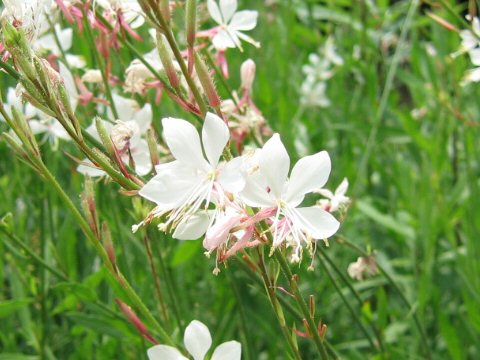 Gaura lindheimeri