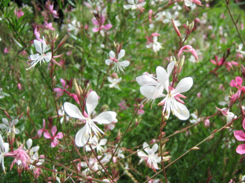 Gaura lindheimeri