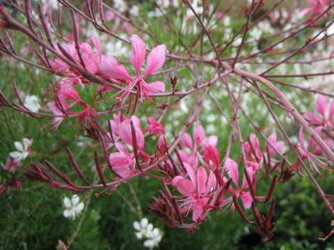 Gaura lindheimeri