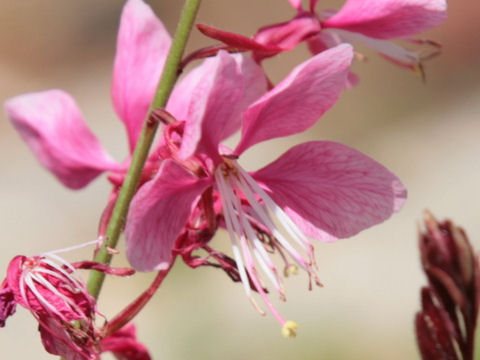 Gaura lindheimeri