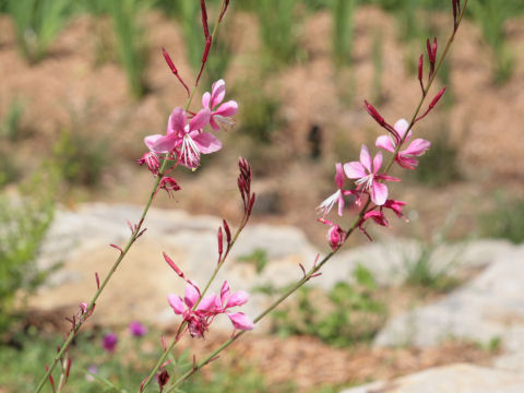 Gaura lindheimeri