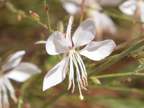 Gaura lindheimeri