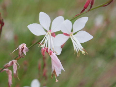 Gaura lindheimeri cv. Corrie's Gold