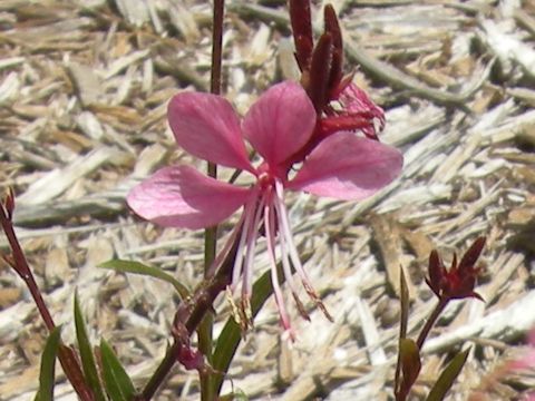 Gaura lindheimeri