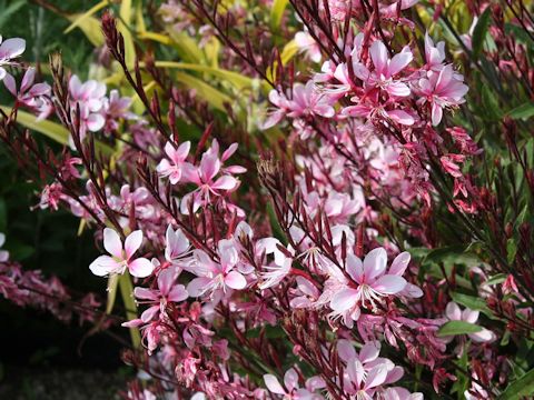 Gaura lindheimeri