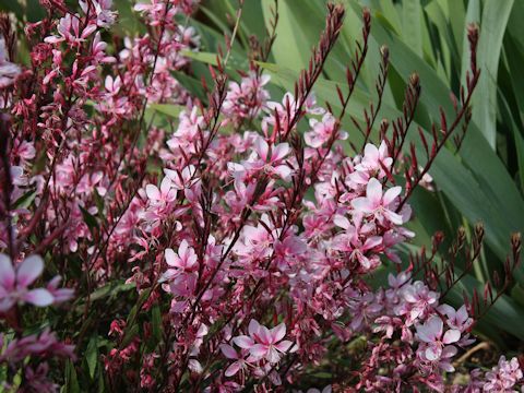 Gaura lindheimeri