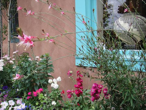 Gaura lindheimeri