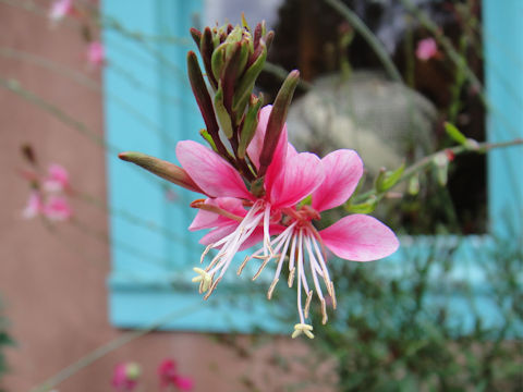 Gaura lindheimeri