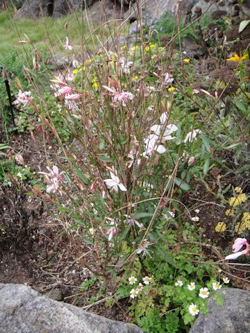 Gaura lindheimeri