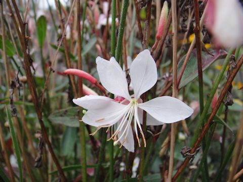 Gaura lindheimeri