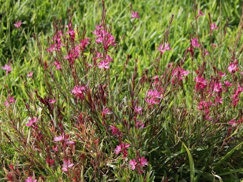 Gaura lindheimeri