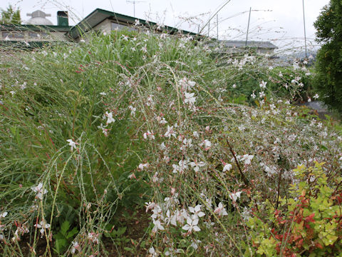 Gaura lindheimeri