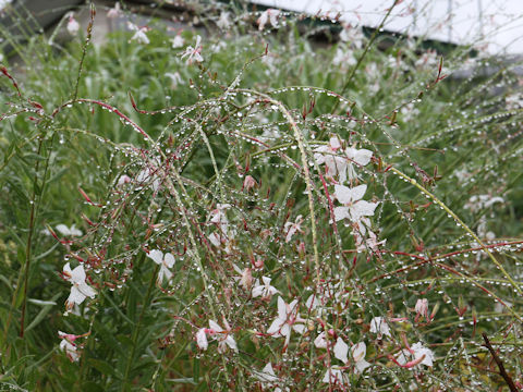 Gaura lindheimeri