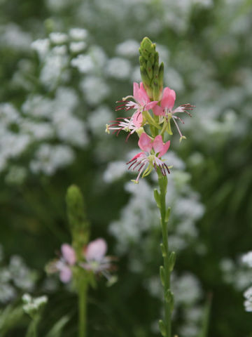 Gaura lindheimeri