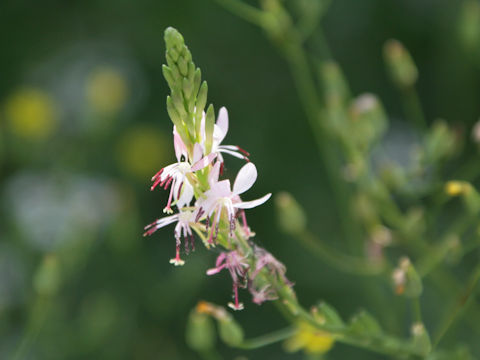 Gaura lindheimeri