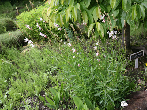 Gaura lindheimeri