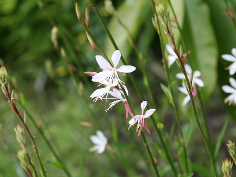 Gaura lindheimeri