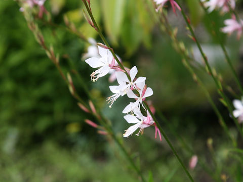 Gaura lindheimeri