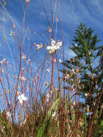 Gaura lindheimeri