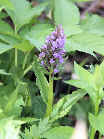 Orchis aristata