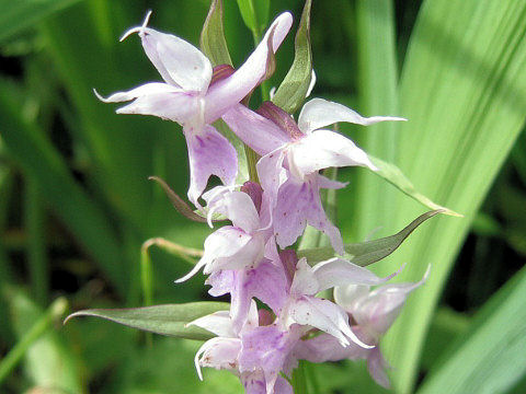 Orchis aristata