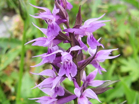 Orchis aristata