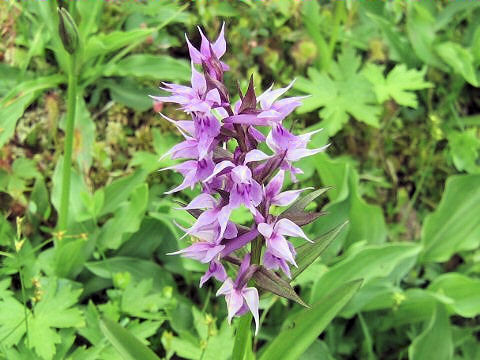 Orchis aristata