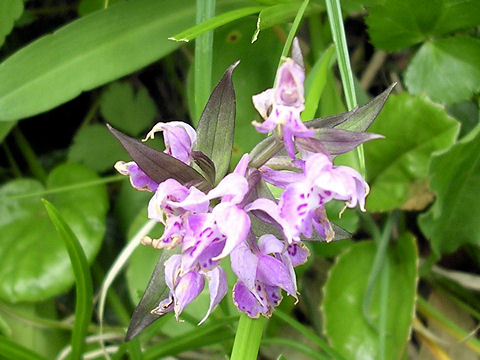 Orchis aristata