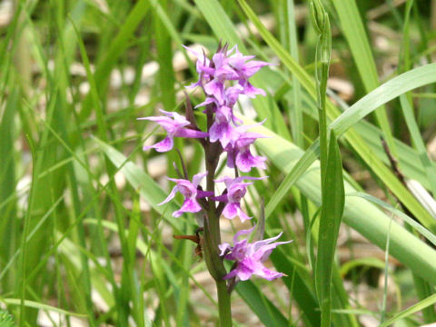 Orchis aristata