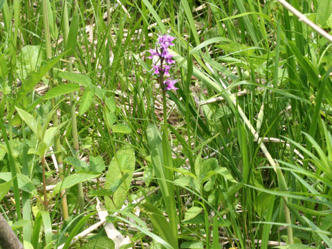 Orchis aristata