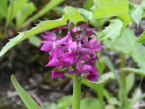 Orchis aristata