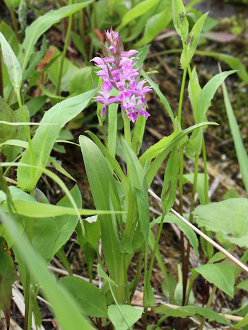 Orchis aristata