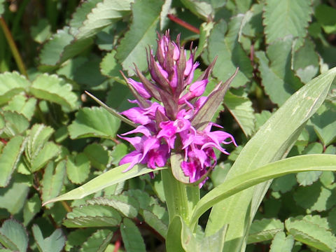 Orchis aristata