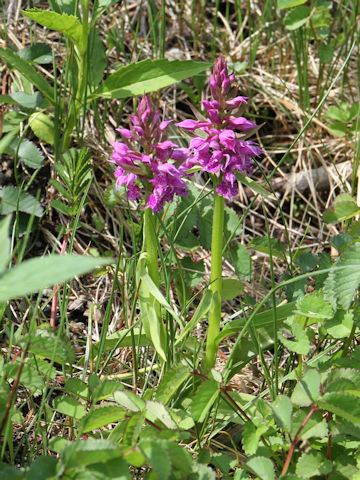 Orchis aristata