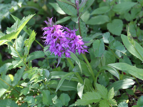 Orchis aristata