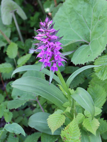 Orchis aristata