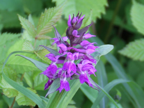 Orchis aristata