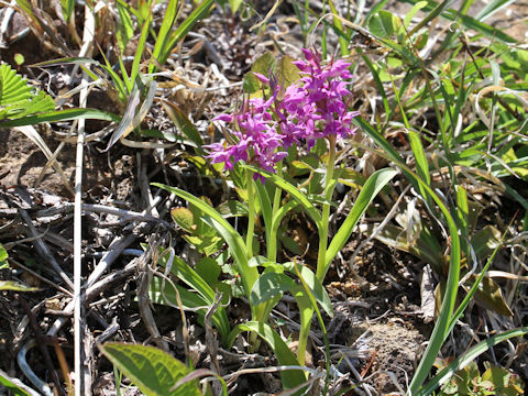 Orchis aristata