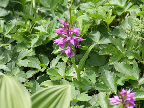 Orchis aristata