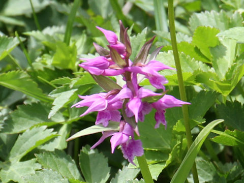 Orchis aristata